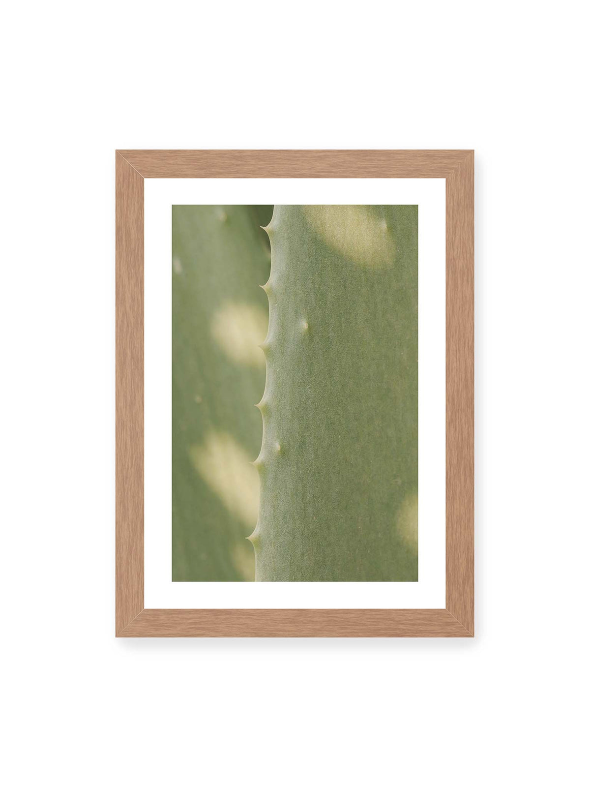 21x30 cm, weißer Galerie-Rand, Eichenrahmen – Nahaufnahme eines grünen Aloe Vera Blatts mit kleinen Dornen entlang der geschwungenen Kante.