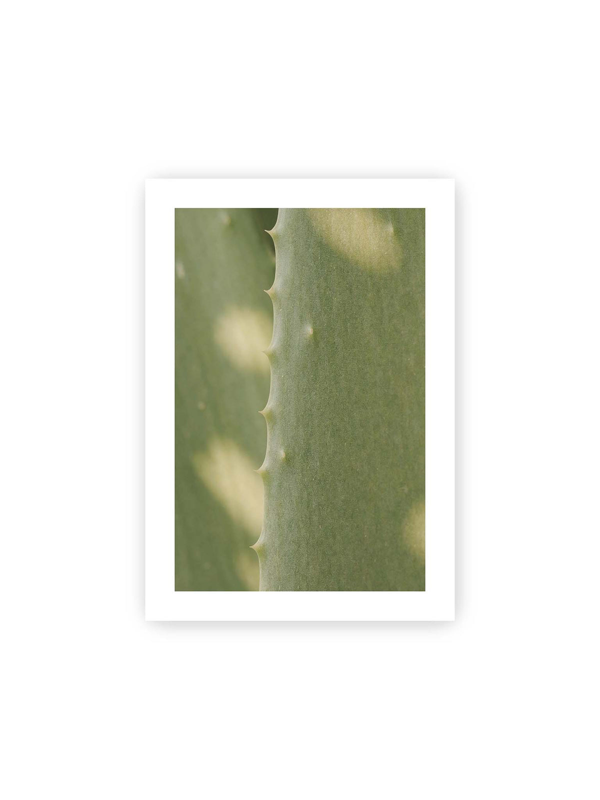 21x30 cm, weißer Galerie-Rand – Nahaufnahme eines grünen Aloe Vera Blatts mit kleinen Dornen entlang der geschwungenen Kante.