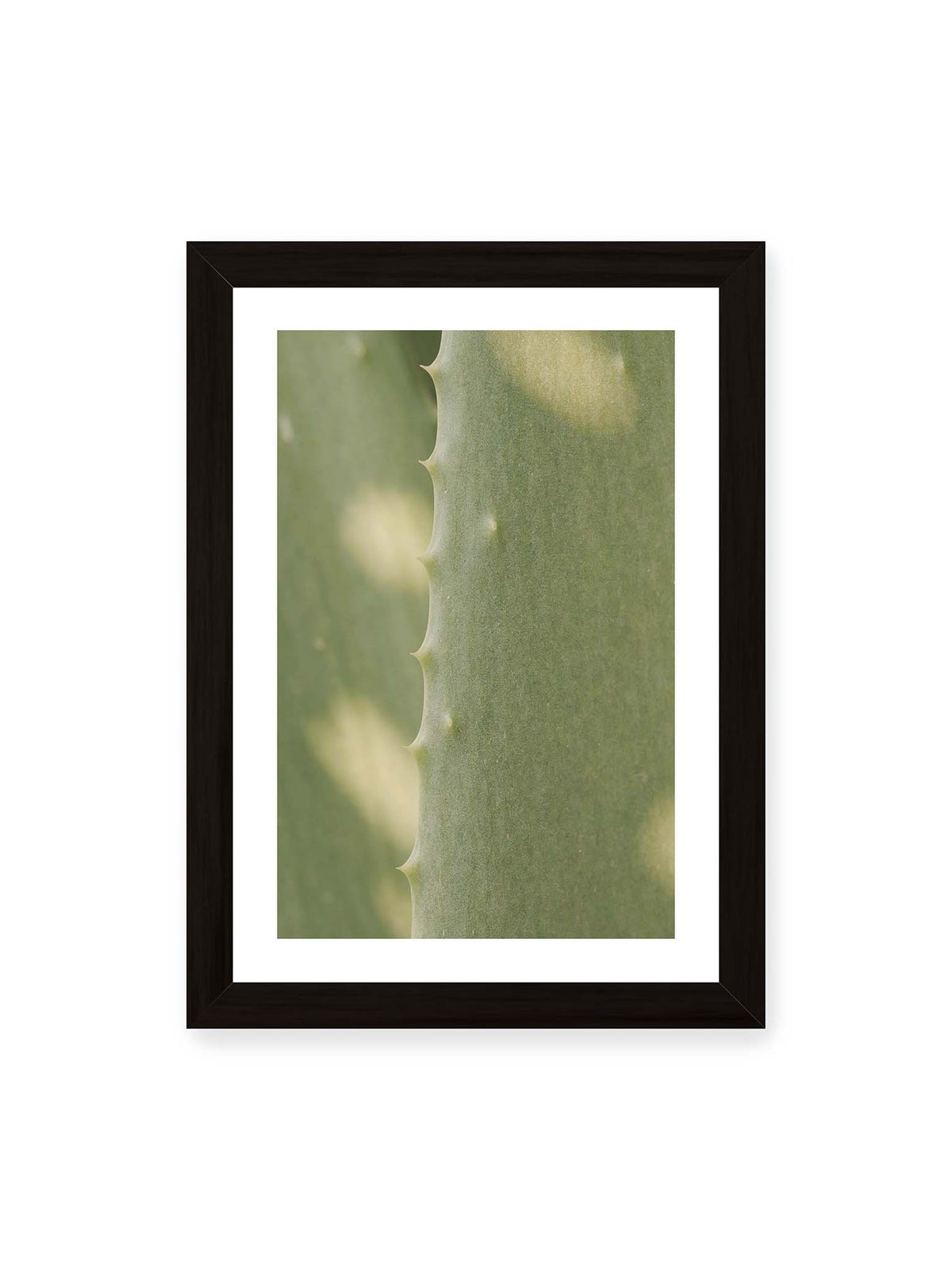 21x30 cm, weißer Galerie-Rand, schwarzer Rahmen – Nahaufnahme eines grünen Aloe Vera Blatts mit kleinen Dornen entlang der geschwungenen Kante.