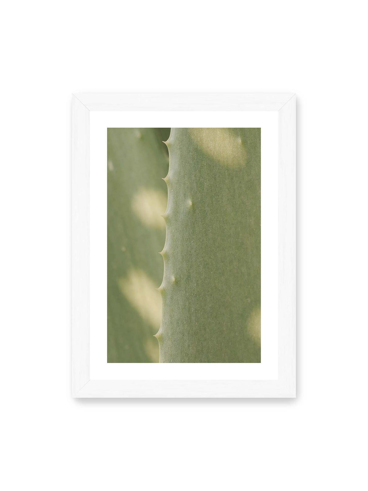 21x30 cm, weißer Galerie-Rand, weißer Rahmen – Nahaufnahme eines grünen Aloe Vera Blatts mit kleinen Dornen entlang der geschwungenen Kante.