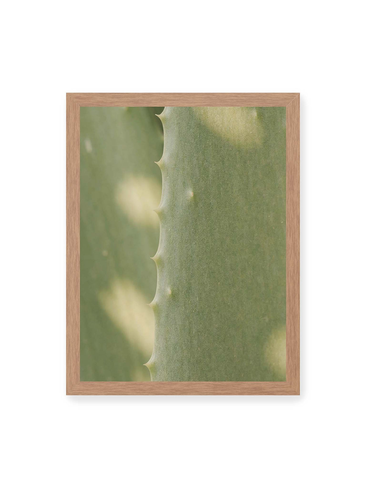30x40 cm, Eichenrahmen – Nahaufnahme eines grünen Aloe Vera Blatts mit kleinen Dornen entlang der geschwungenen Kante.