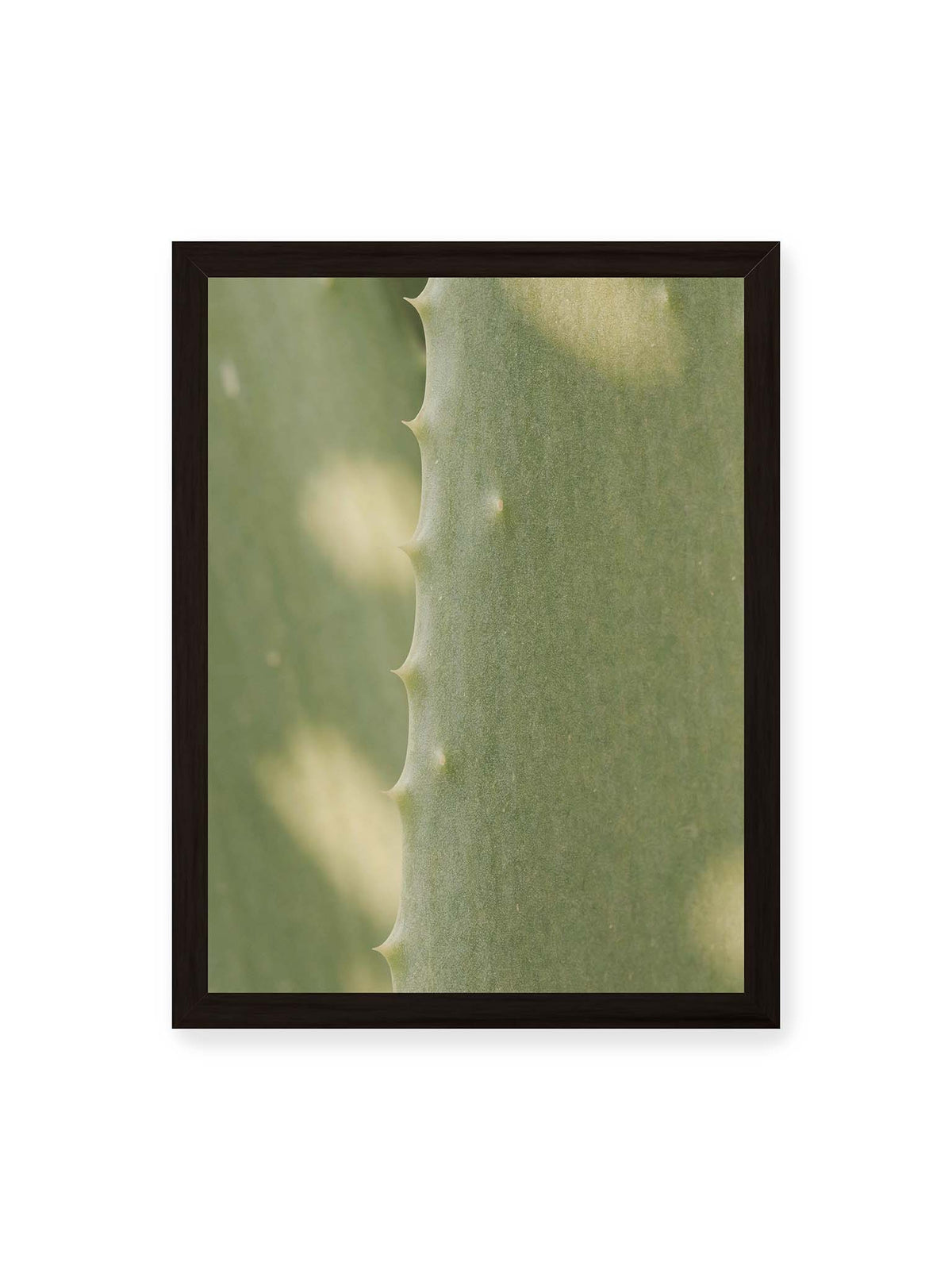 30x40 cm, schwarzer Rahmen – Nahaufnahme eines grünen Aloe Vera Blatts mit kleinen Dornen entlang der geschwungenen Kante.