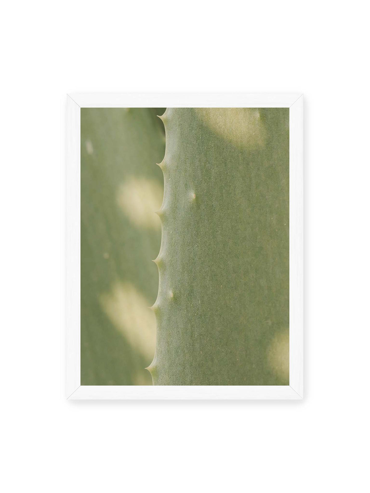 30x40 cm, weißer Rahmen – Nahaufnahme eines grünen Aloe Vera Blatts mit kleinen Dornen entlang der geschwungenen Kante.
