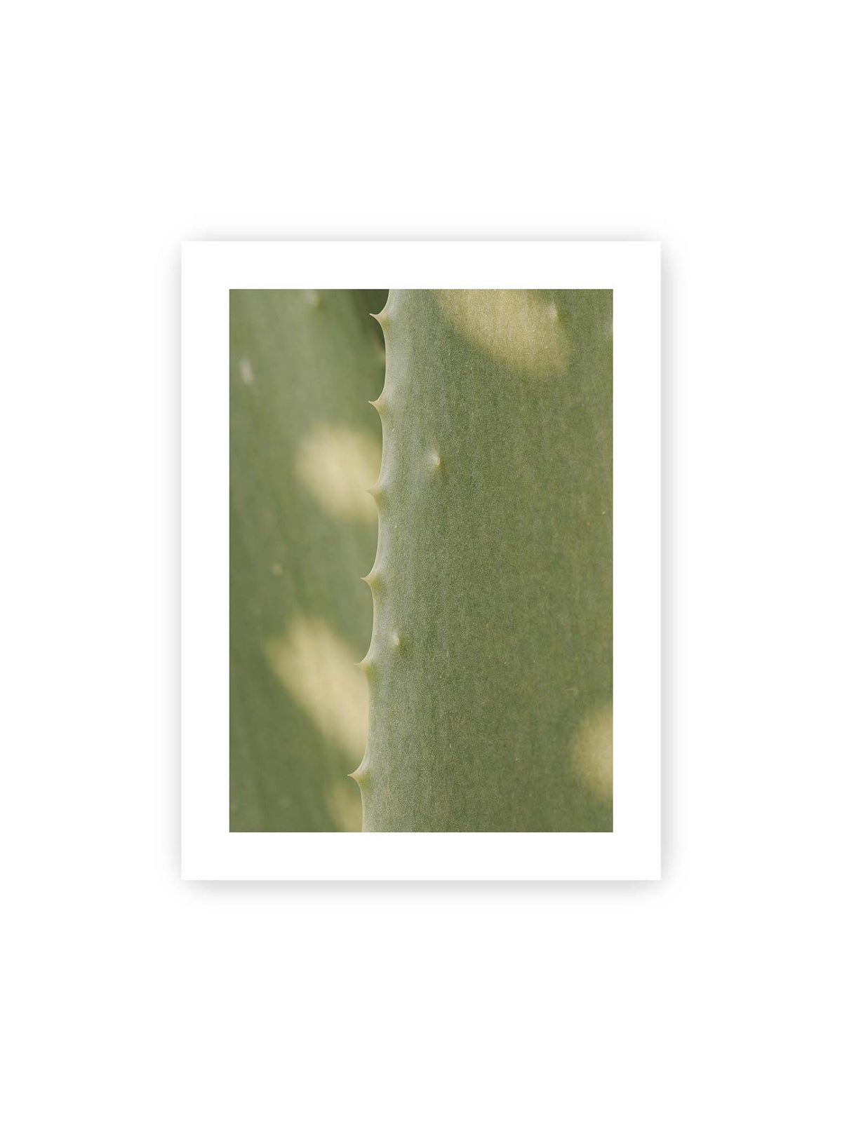 30x40 cm, weißer Galerie-Rand – Nahaufnahme eines grünen Aloe Vera Blatts mit kleinen Dornen entlang der geschwungenen Kante.