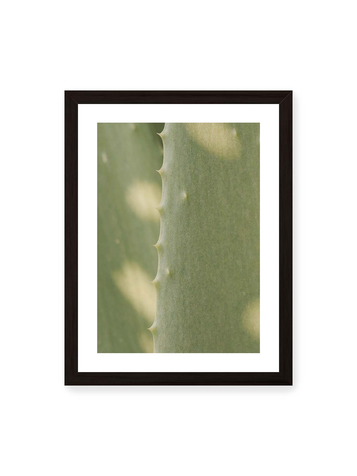30x40 cm, weißer Galerie-Rand, schwarzer Rahmen – Nahaufnahme eines grünen Aloe Vera Blatts mit kleinen Dornen entlang der geschwungenen Kante.