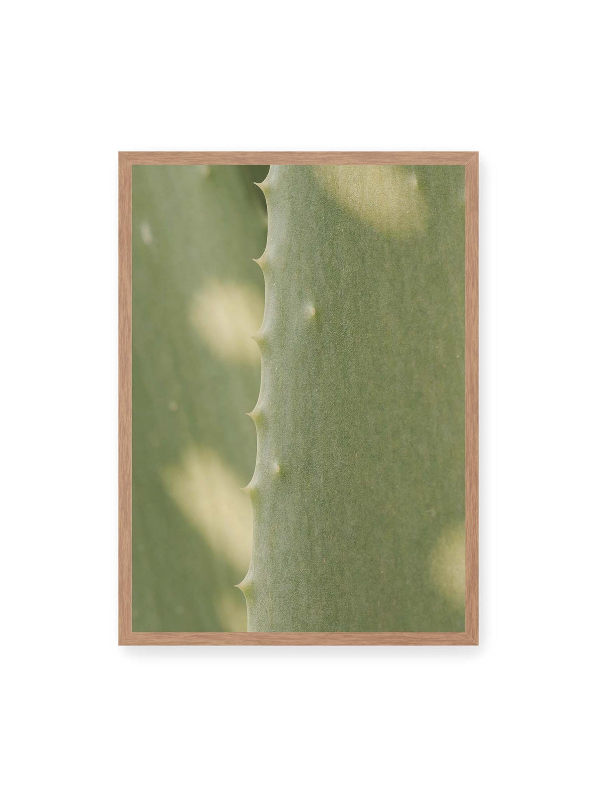 50x70 cm, Eichenrahmen – Nahaufnahme eines grünen Aloe Vera Blatts mit kleinen Dornen entlang der geschwungenen Kante.