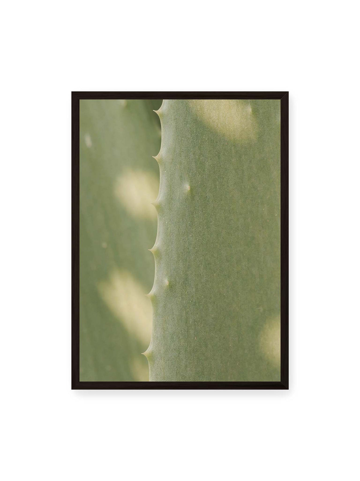 50x70 cm, schwarzer Rahmen – Nahaufnahme eines grünen Aloe Vera Blatts mit kleinen Dornen entlang der geschwungenen Kante.