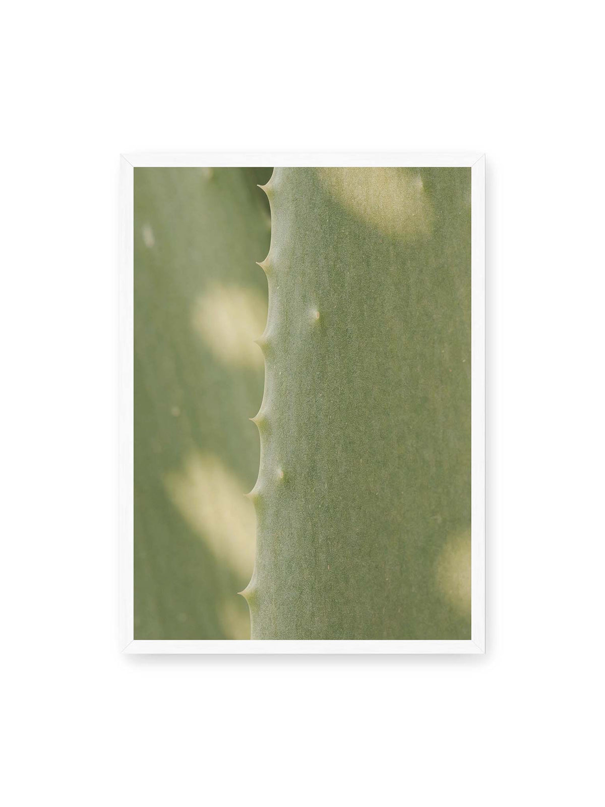 50x70 cm, weißer Rahmen – Nahaufnahme eines grünen Aloe Vera Blatts mit kleinen Dornen entlang der geschwungenen Kante.