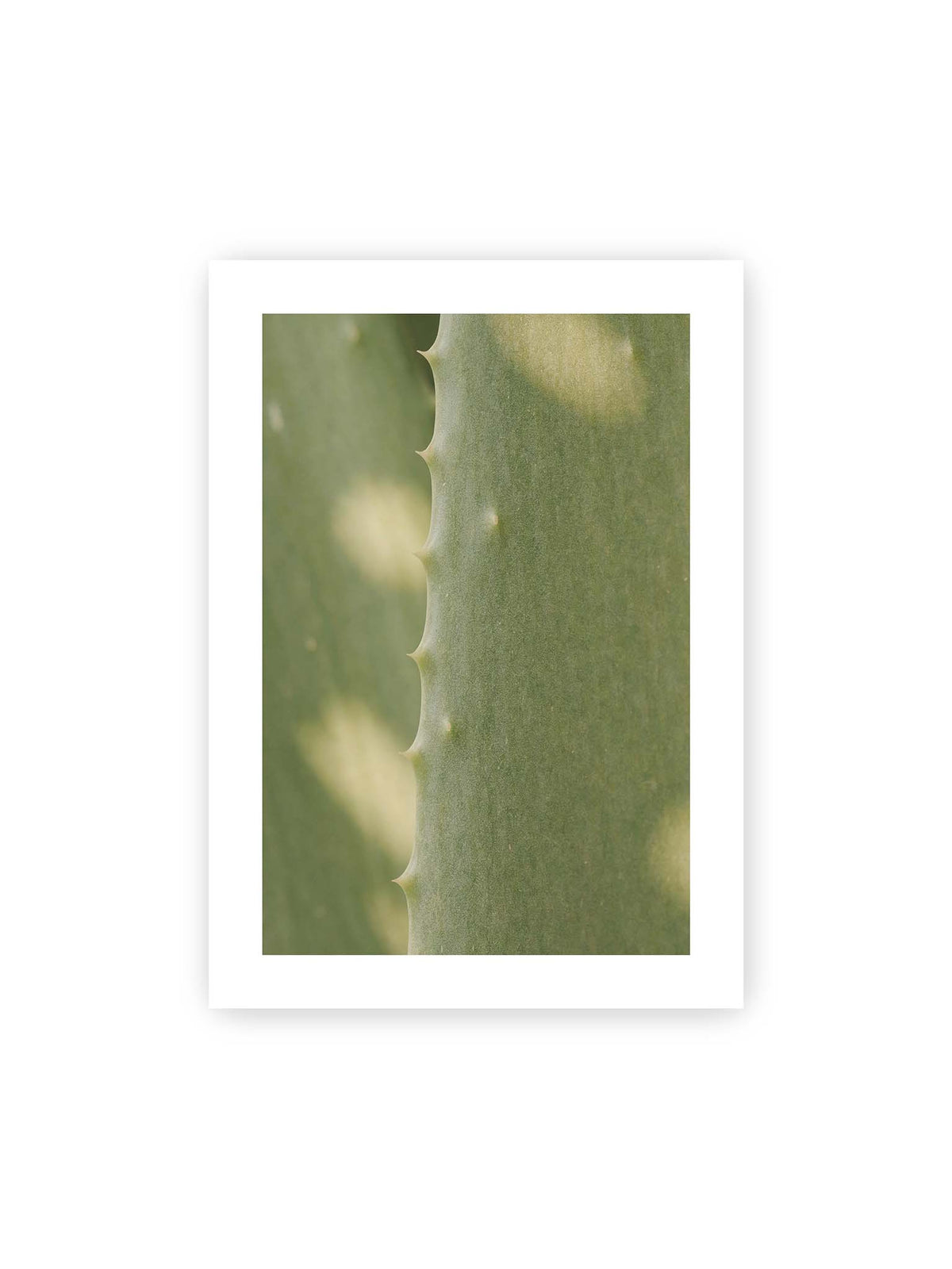 50x70 cm, weißer Galerie-Rand – Nahaufnahme eines grünen Aloe Vera Blatts mit kleinen Dornen entlang der geschwungenen Kante.