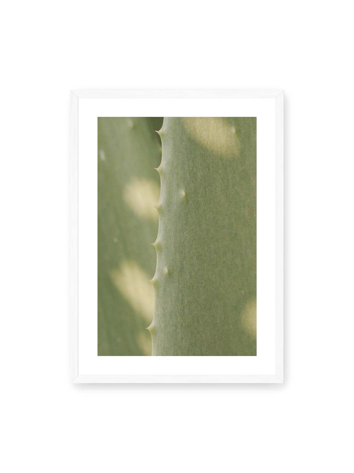50x70 cm, weißer Galerie-Rand, weißer Rahmen – Nahaufnahme eines grünen Aloe Vera Blatts mit kleinen Dornen entlang der geschwungenen Kante.