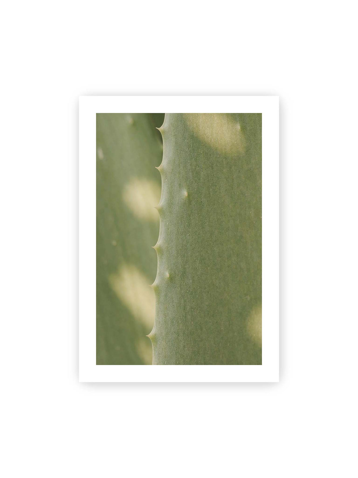 70x100 cm, weißer Galerie-Rand – Nahaufnahme eines grünen Aloe Vera Blatts mit kleinen Dornen entlang der geschwungenen Kante.