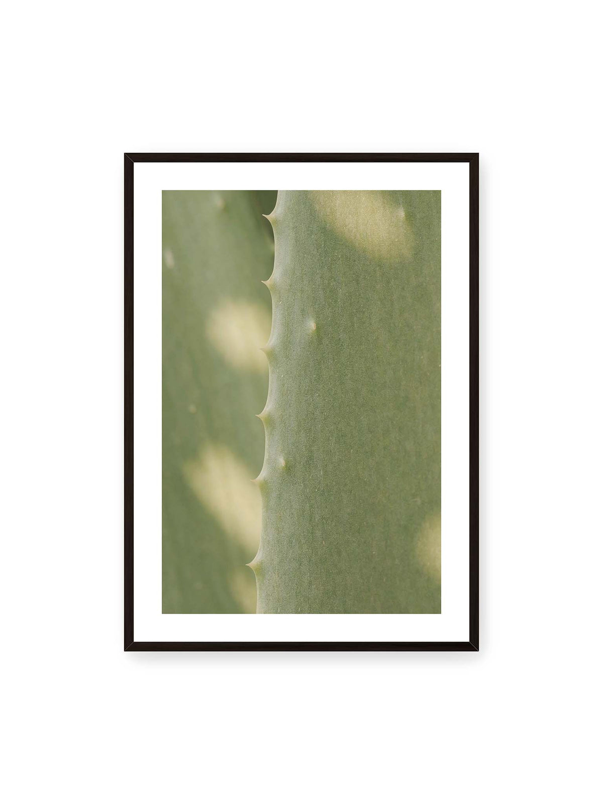 70x100 cm, weißer Galerie-Rand, schwarzer Rahmen – Nahaufnahme eines grünen Aloe Vera Blatts mit kleinen Dornen entlang der geschwungenen Kante.