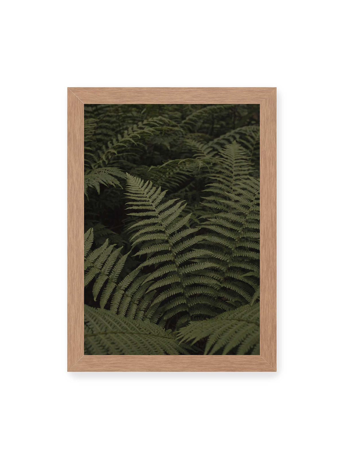 21x30 cm, Eichenrahmen – Dicht überlagerte grüne Farnwedel mit feinen Blattstrukturen und tiefen Schatten.