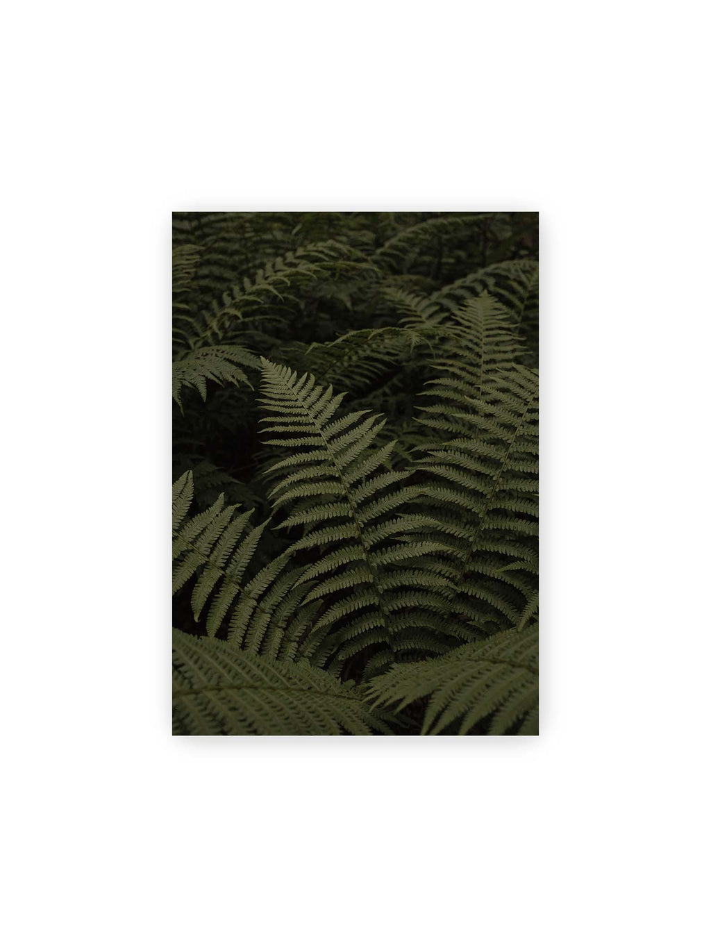 21x30 cm – Dicht überlagerte grüne Farnwedel mit feinen Blattstrukturen und tiefen Schatten.