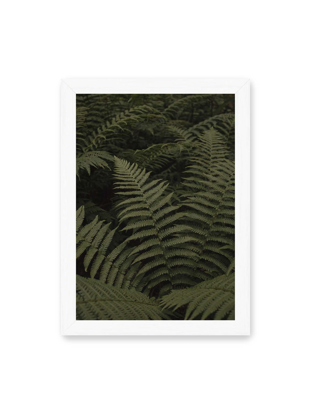21x30 cm, weißer Rahmen – Dicht überlagerte grüne Farnwedel mit feinen Blattstrukturen und tiefen Schatten.