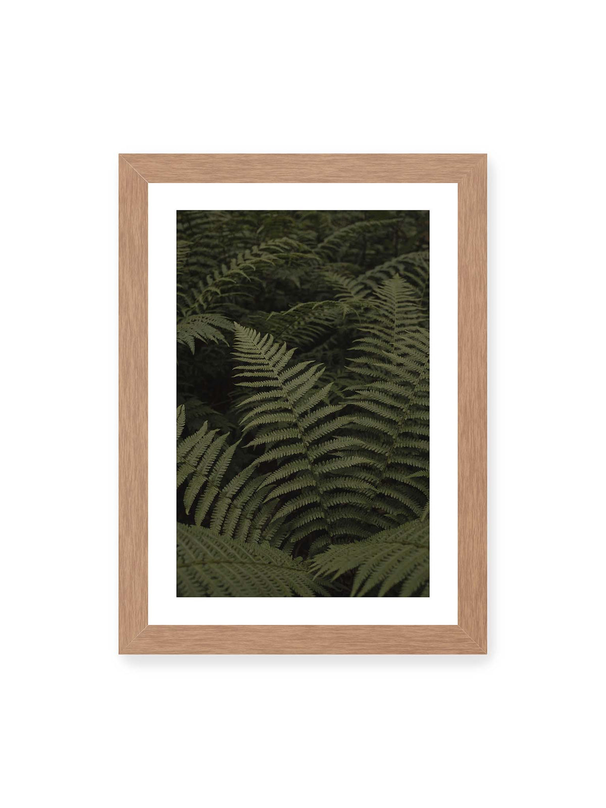 21x30 cm, weißer Galerie-Rand, Eichenrahmen – Dicht überlagerte grüne Farnwedel mit feinen Blattstrukturen und tiefen Schatten.