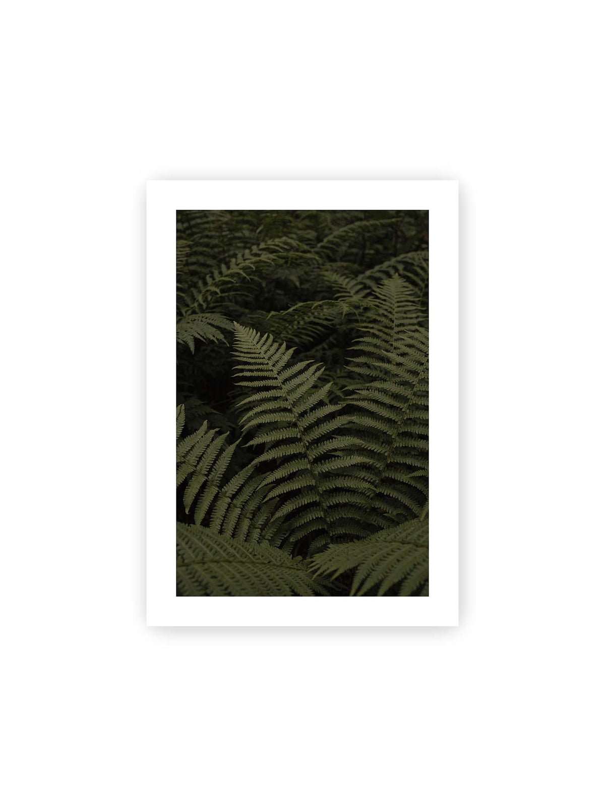 21x30 cm, weißer Galerie-Rand – Dicht überlagerte grüne Farnwedel mit feinen Blattstrukturen und tiefen Schatten.