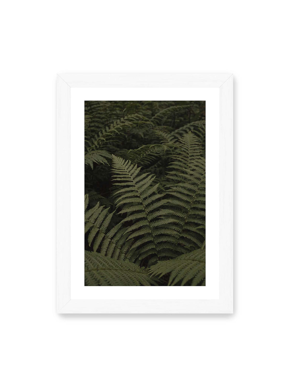 21x30 cm, weißer Galerie-Rand, weißer Rahmen – Dicht überlagerte grüne Farnwedel mit feinen Blattstrukturen und tiefen Schatten.