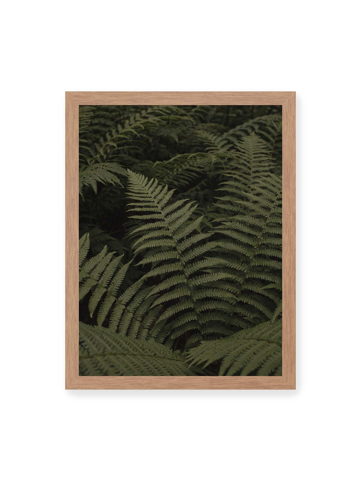 30x40 cm, Eichenrahmen – Dicht überlagerte grüne Farnwedel mit feinen Blattstrukturen und tiefen Schatten.