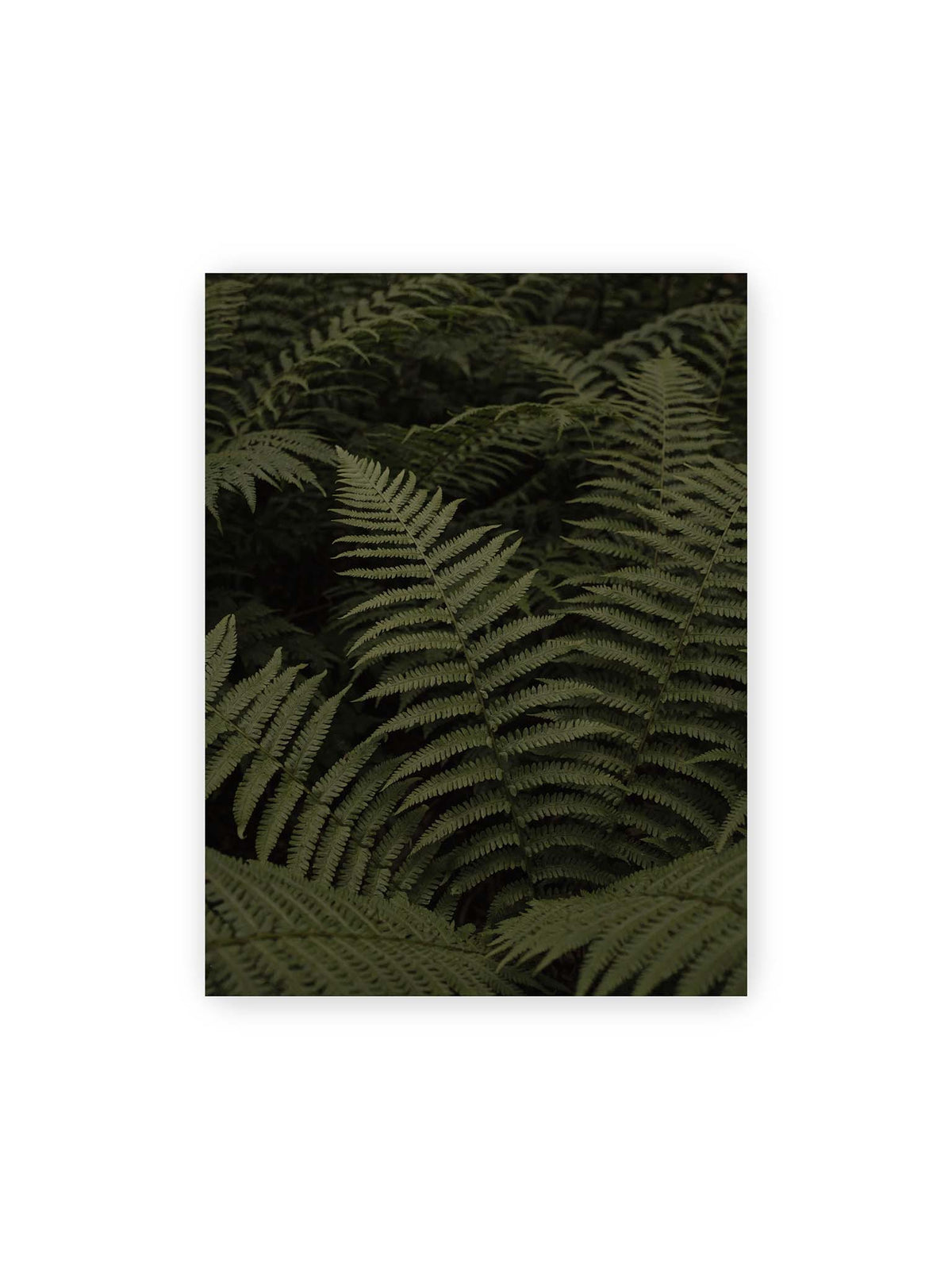 30x40 cm – Dicht überlagerte grüne Farnwedel mit feinen Blattstrukturen und tiefen Schatten.