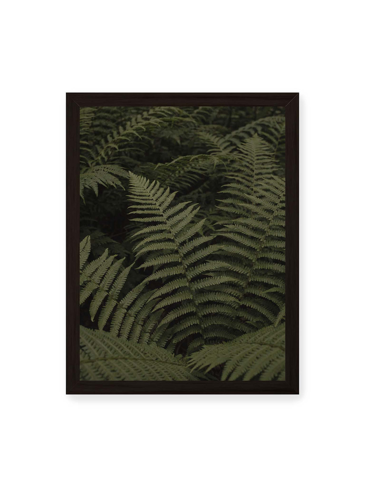 30x40 cm, schwarzer Rahmen – Dicht überlagerte grüne Farnwedel mit feinen Blattstrukturen und tiefen Schatten.