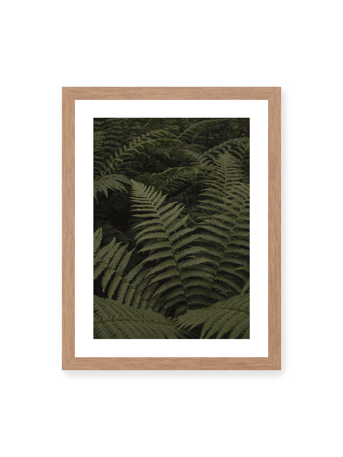 30x40 cm, weißer Galerie-Rand, Eichenrahmen – Dicht überlagerte grüne Farnwedel mit feinen Blattstrukturen und tiefen Schatten.