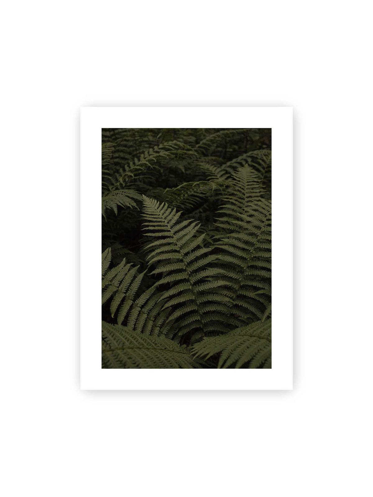 30x40 cm, weißer Galerie-Rand – Dicht überlagerte grüne Farnwedel mit feinen Blattstrukturen und tiefen Schatten.