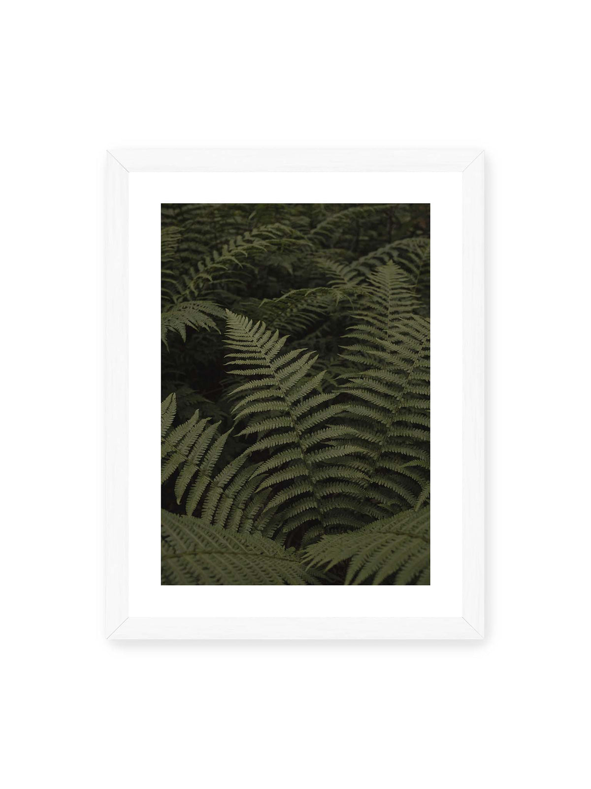 30x40 cm, weißer Galerie-Rand, weißer Rahmen – Dicht überlagerte grüne Farnwedel mit feinen Blattstrukturen und tiefen Schatten.