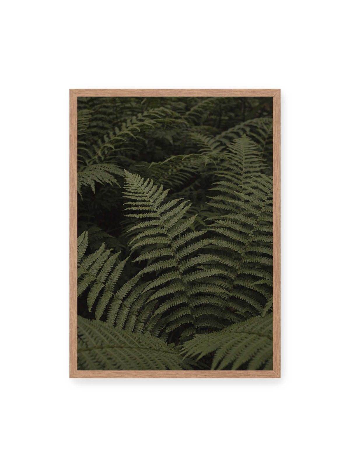 50x70 cm, Eichenrahmen – Dicht überlagerte grüne Farnwedel mit feinen Blattstrukturen und tiefen Schatten.