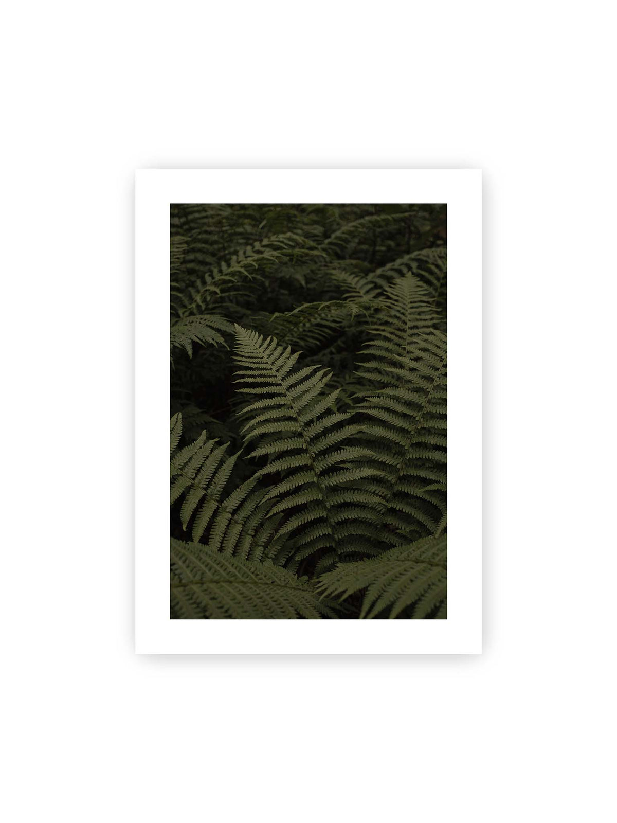 50x70 cm, weißer Galerie-Rand – Dicht überlagerte grüne Farnwedel mit feinen Blattstrukturen und tiefen Schatten.