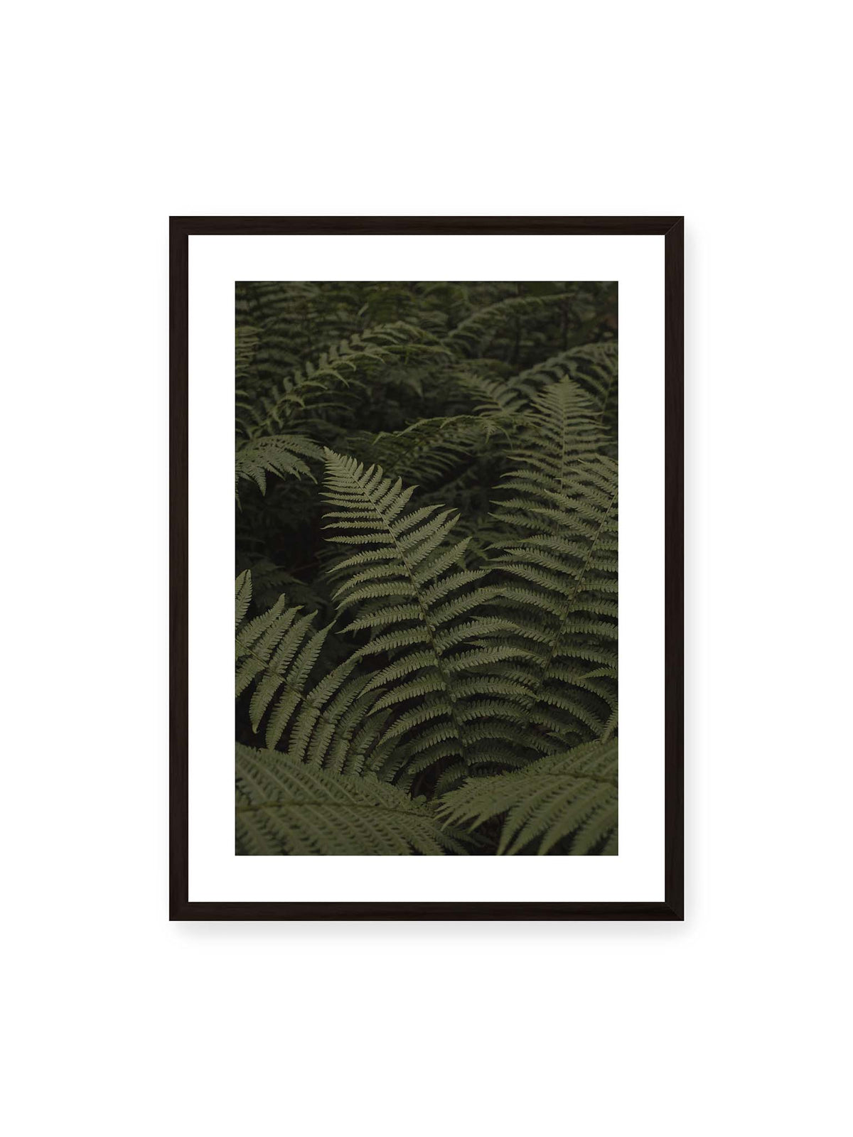 50x70 cm, weißer Galerie-Rand, schwarzer Rahmen – Dicht überlagerte grüne Farnwedel mit feinen Blattstrukturen und tiefen Schatten.