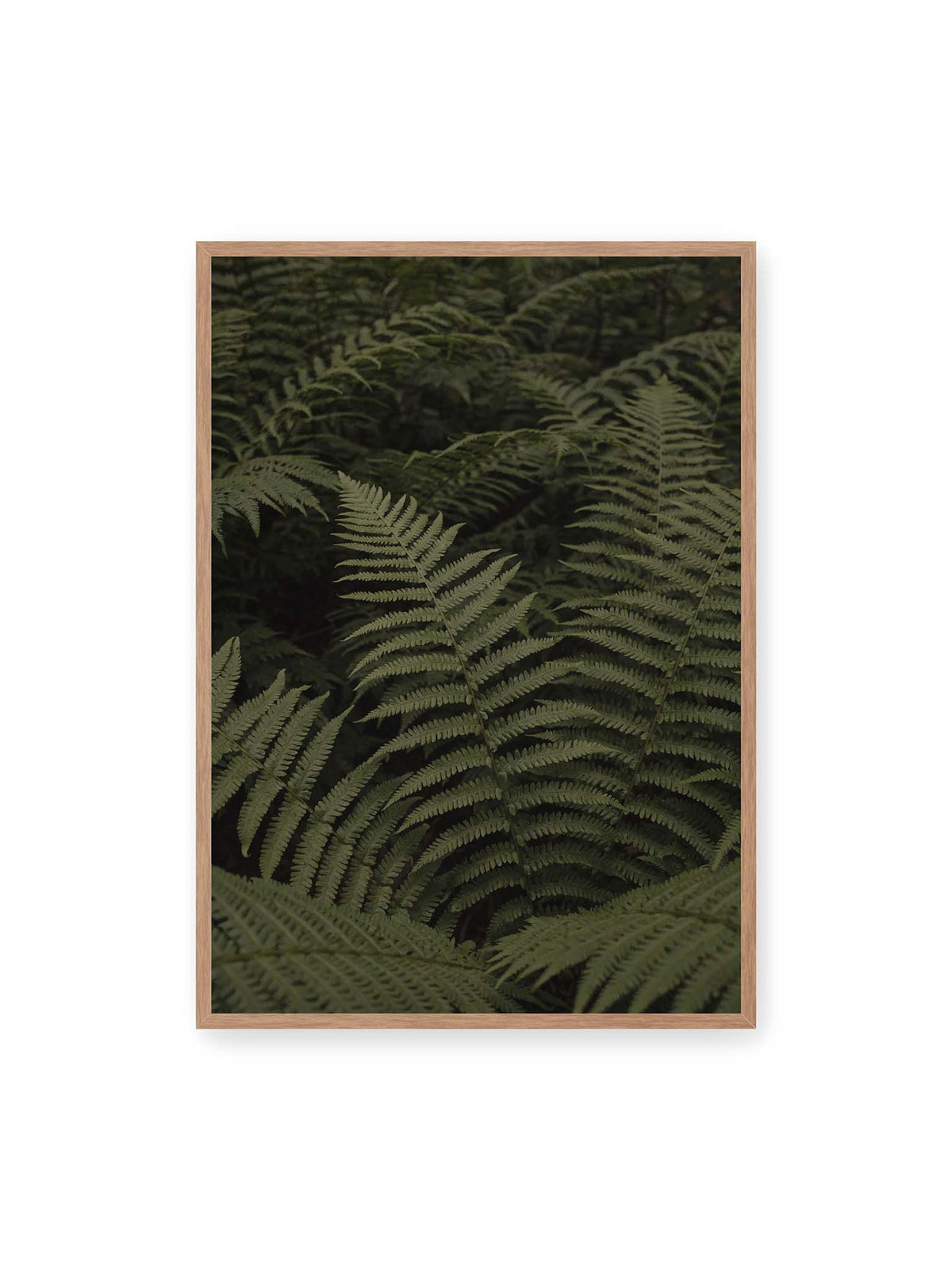 70x100 cm, Eichenrahmen – Dicht überlagerte grüne Farnwedel mit feinen Blattstrukturen und tiefen Schatten.