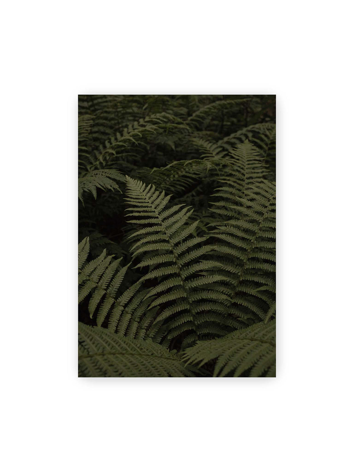 70x100 cm – Dicht überlagerte grüne Farnwedel mit feinen Blattstrukturen und tiefen Schatten.