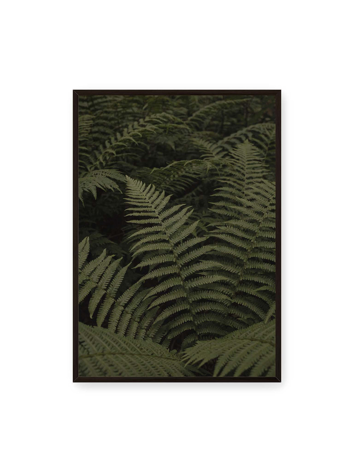 70x100 cm, schwarzer Rahmen – Dicht überlagerte grüne Farnwedel mit feinen Blattstrukturen und tiefen Schatten.