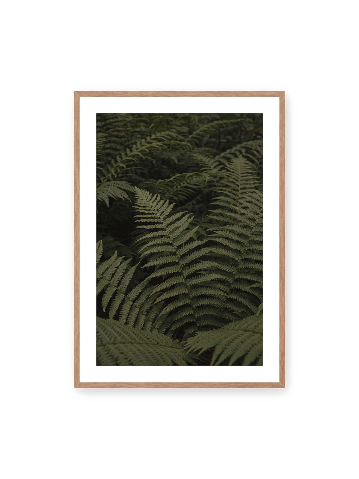 70x100 cm, weißer Galerie-Rand, Eichenrahmen – Dicht überlagerte grüne Farnwedel mit feinen Blattstrukturen und tiefen Schatten.