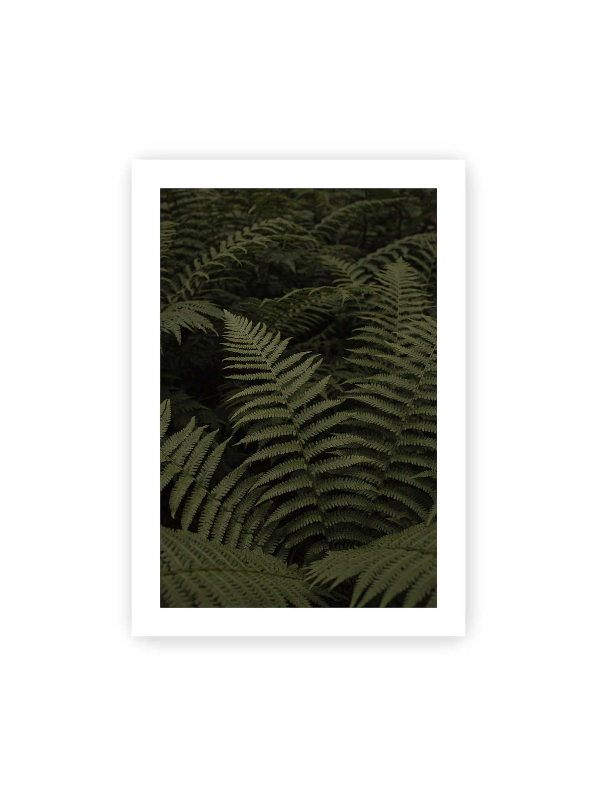 70x100 cm, weißer Galerie-Rand – Dicht überlagerte grüne Farnwedel mit feinen Blattstrukturen und tiefen Schatten.