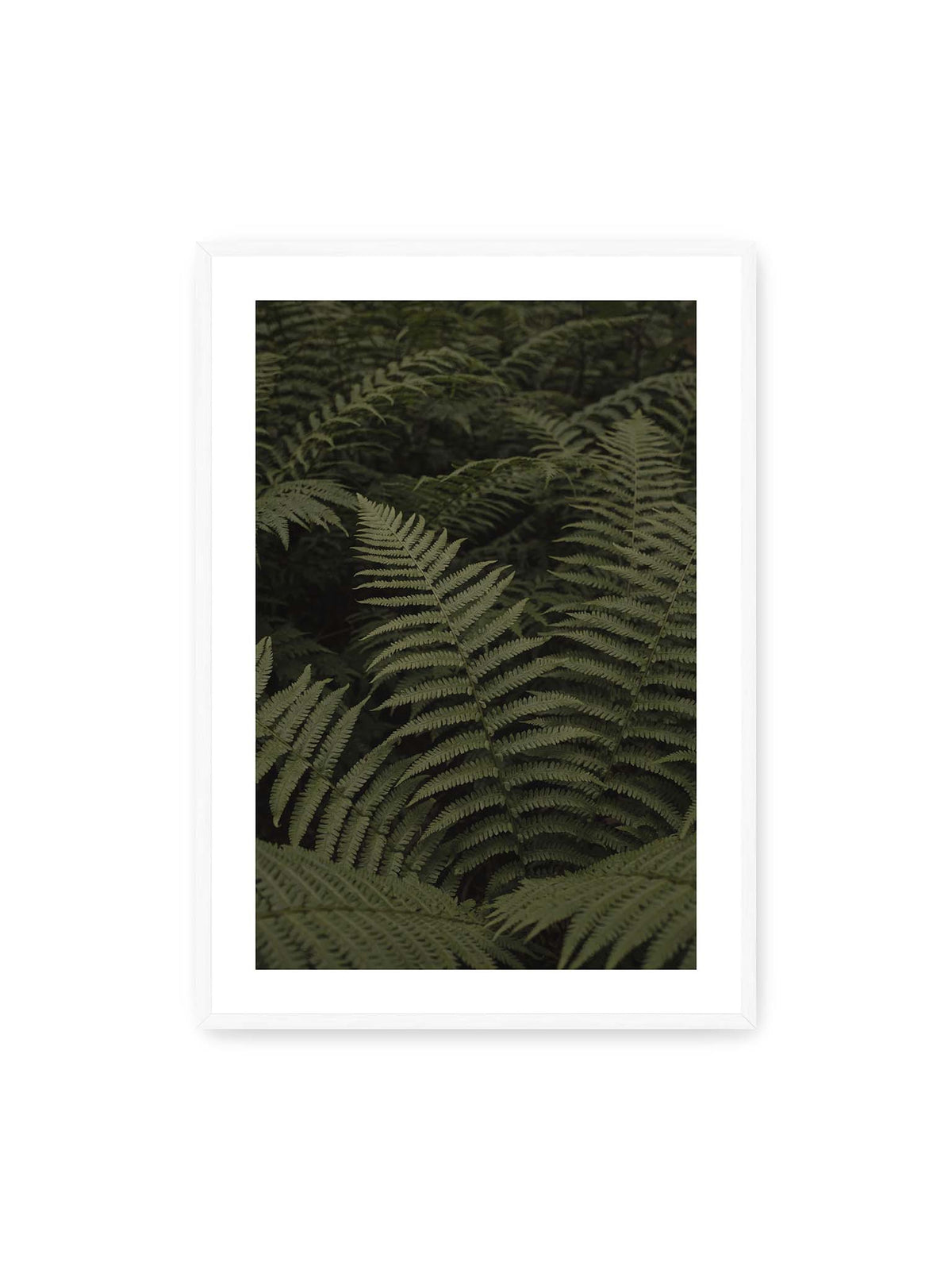 70x100 cm, weißer Galerie-Rand, weißer Rahmen – Dicht überlagerte grüne Farnwedel mit feinen Blattstrukturen und tiefen Schatten.