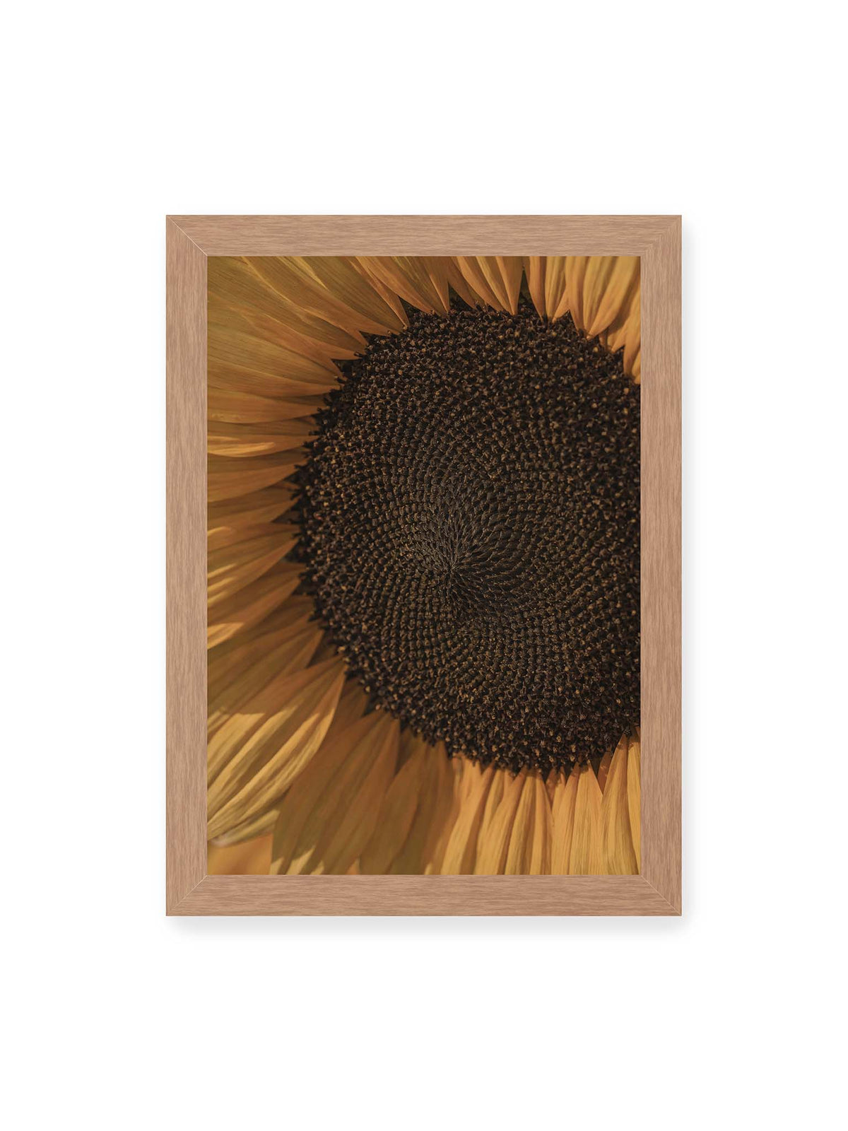 21x30 cm, Eichenrahmen – Nahaufnahme einer Sonnenblume mit dunklem Samenstand und goldgelben Blütenblättern.
