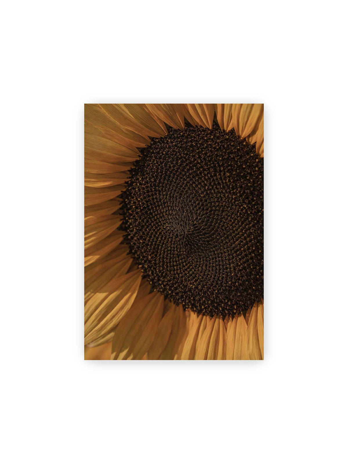 21x30 cm – Nahaufnahme einer Sonnenblume mit dunklem Samenstand und goldgelben Blütenblättern.
