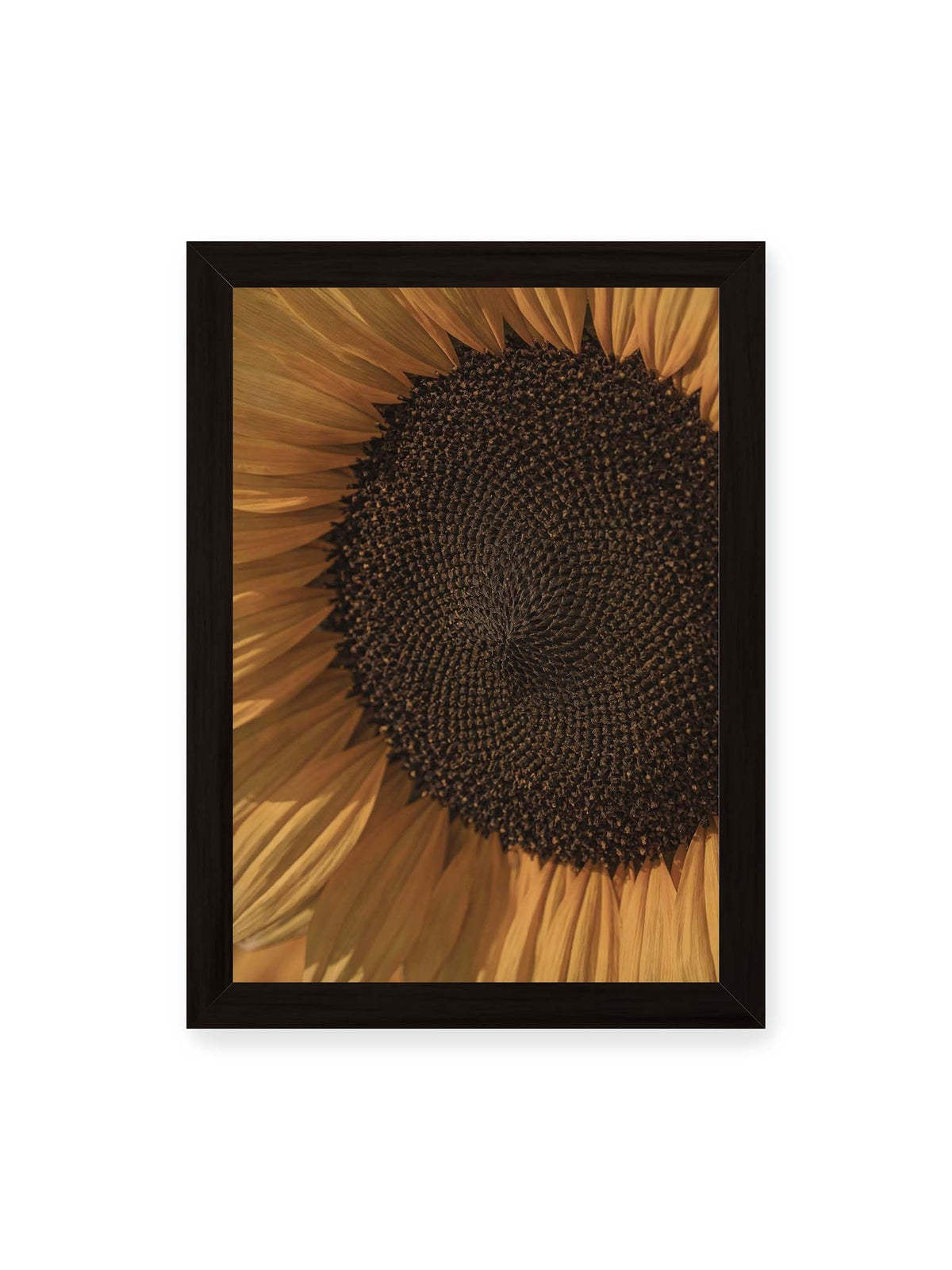 21x30 cm, schwarzer Rahmen – Nahaufnahme einer Sonnenblume mit dunklem Samenstand und goldgelben Blütenblättern.