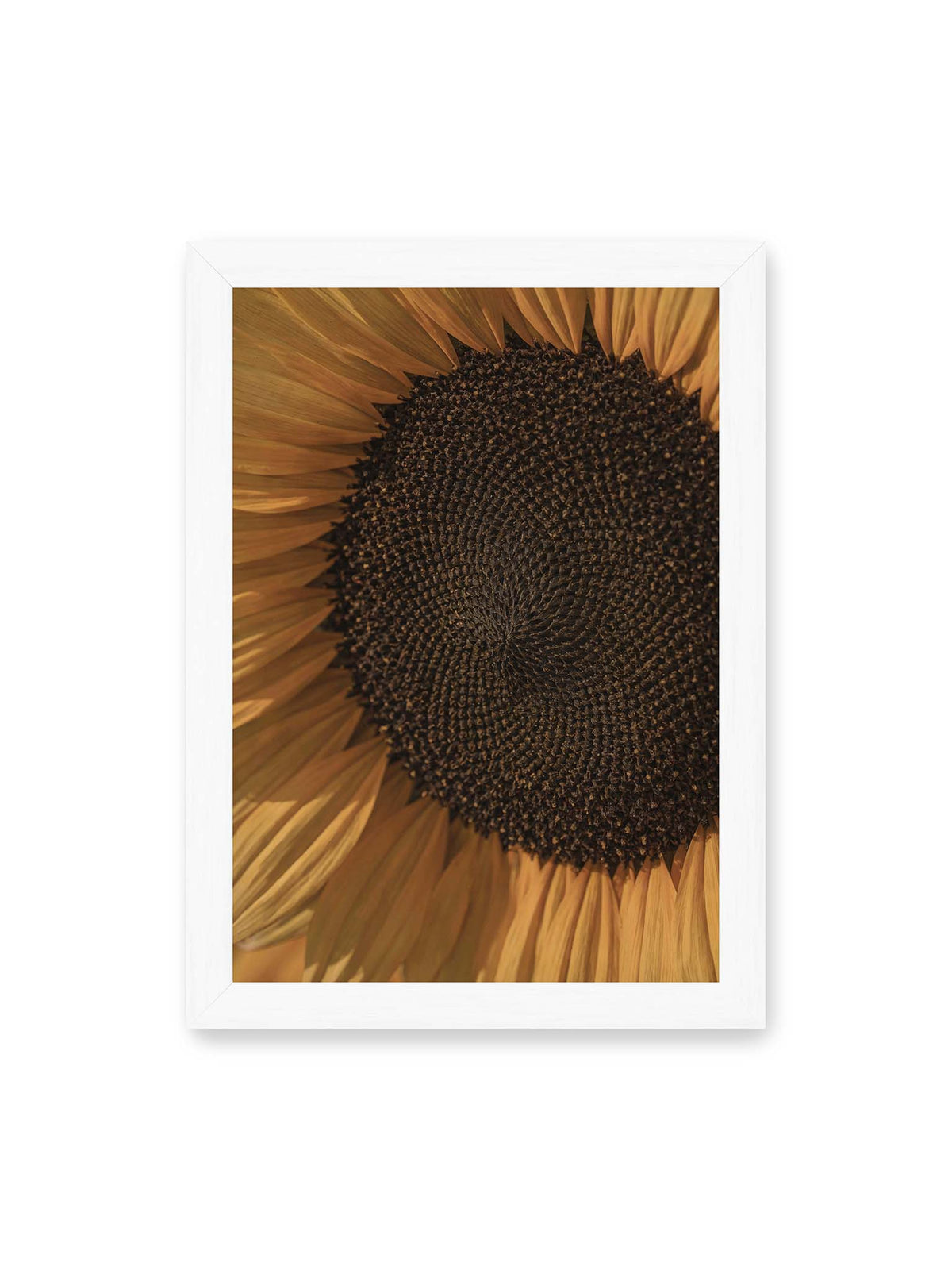 21x30 cm, weißer Rahmen – Nahaufnahme einer Sonnenblume mit dunklem Samenstand und goldgelben Blütenblättern.