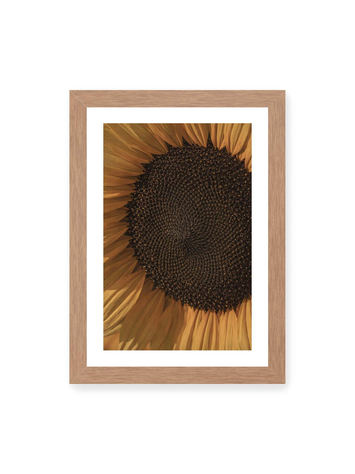 21x30 cm, weißer Galerie-Rand, Eichenrahmen – Nahaufnahme einer Sonnenblume mit dunklem Samenstand und goldgelben Blütenblättern.