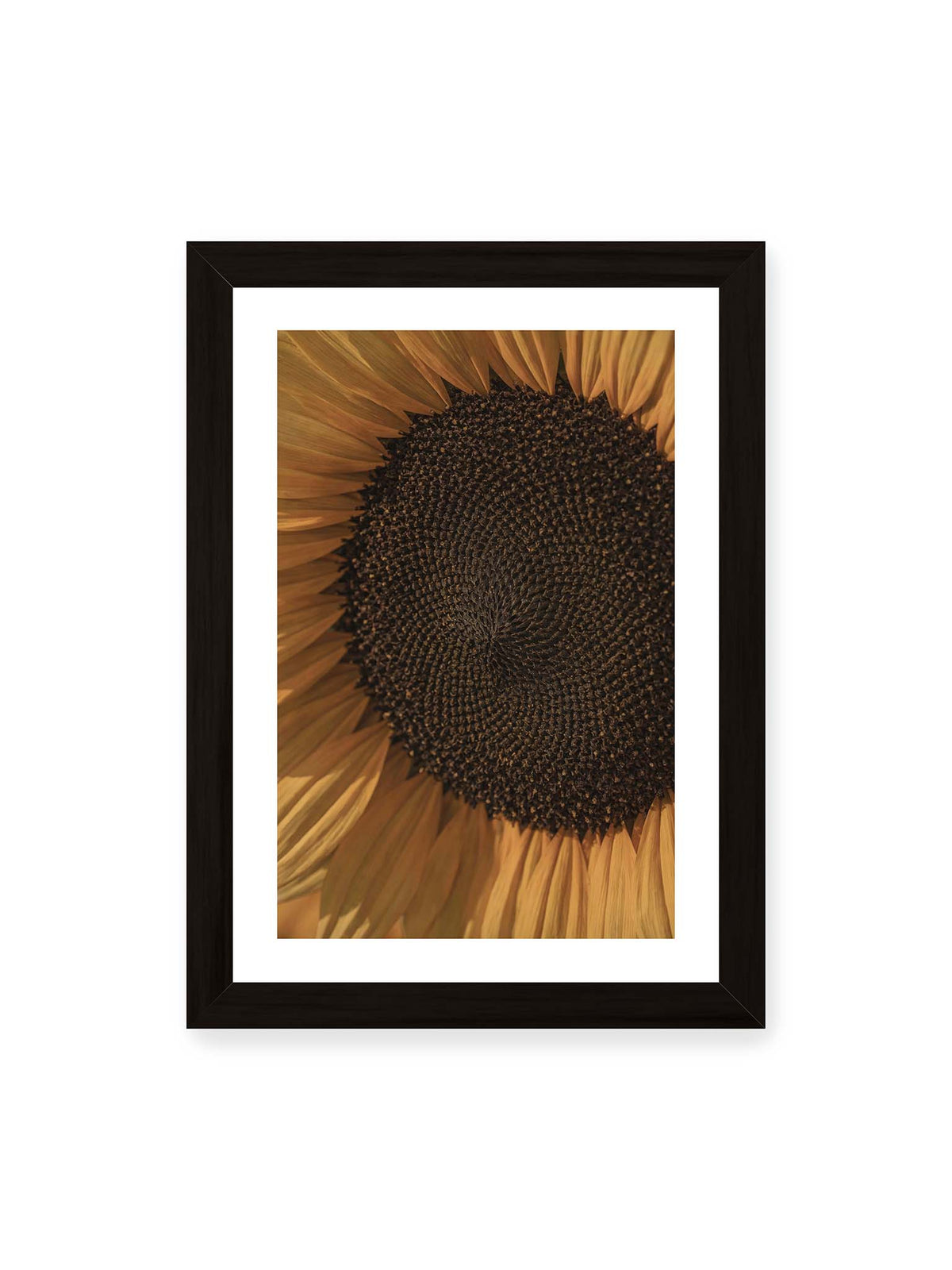 21x30 cm, weißer Galerie-Rand, schwarzer Rahmen – Nahaufnahme einer Sonnenblume mit dunklem Samenstand und goldgelben Blütenblättern.