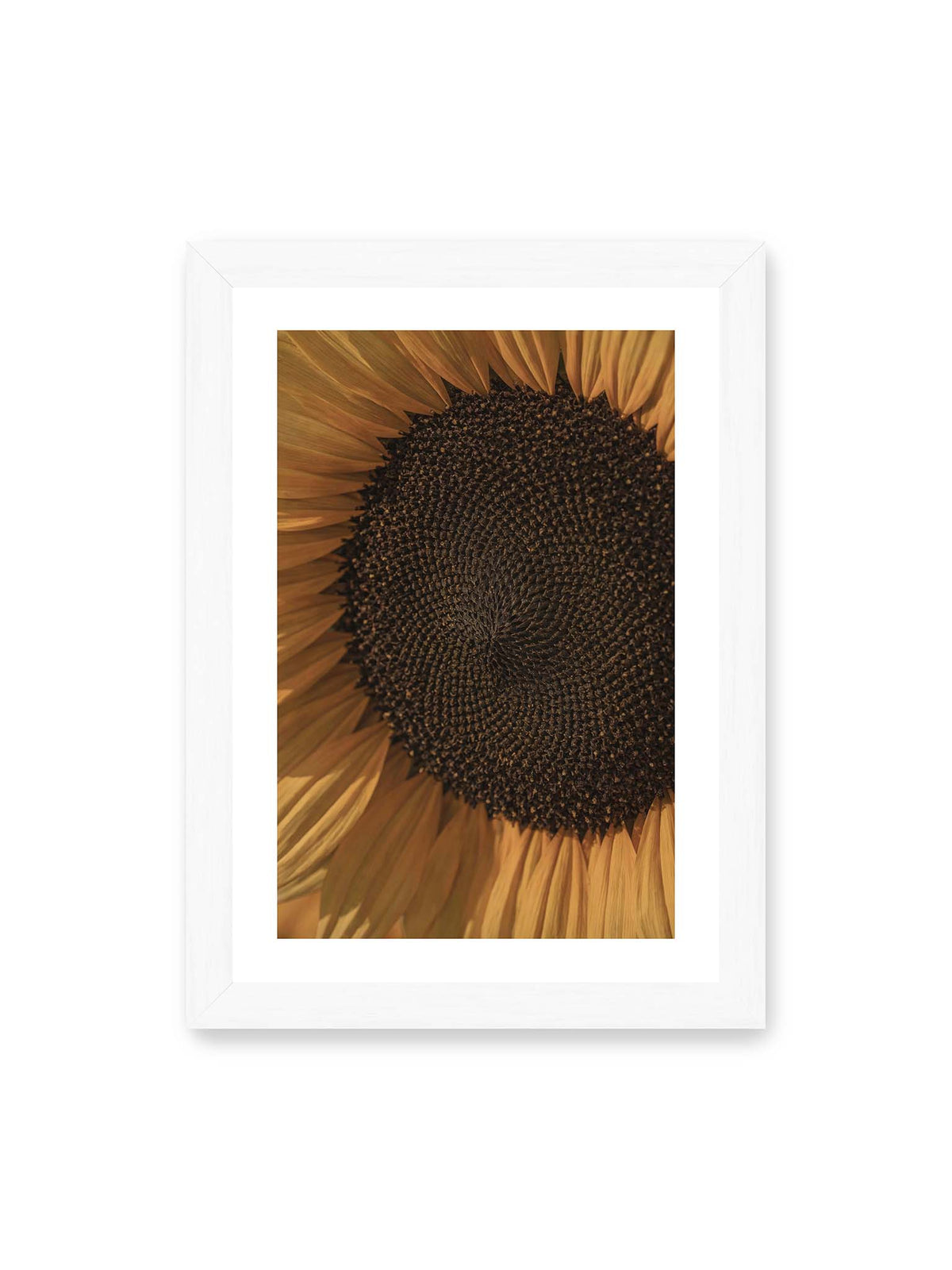 21x30 cm, weißer Galerie-Rand, weißer Rahmen – Nahaufnahme einer Sonnenblume mit dunklem Samenstand und goldgelben Blütenblättern.