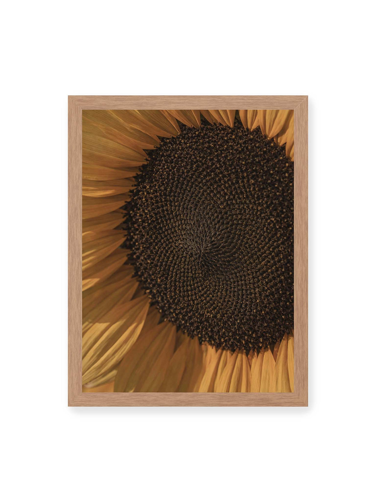 30x40 cm, Eichenrahmen – Nahaufnahme einer Sonnenblume mit dunklem Samenstand und goldgelben Blütenblättern.