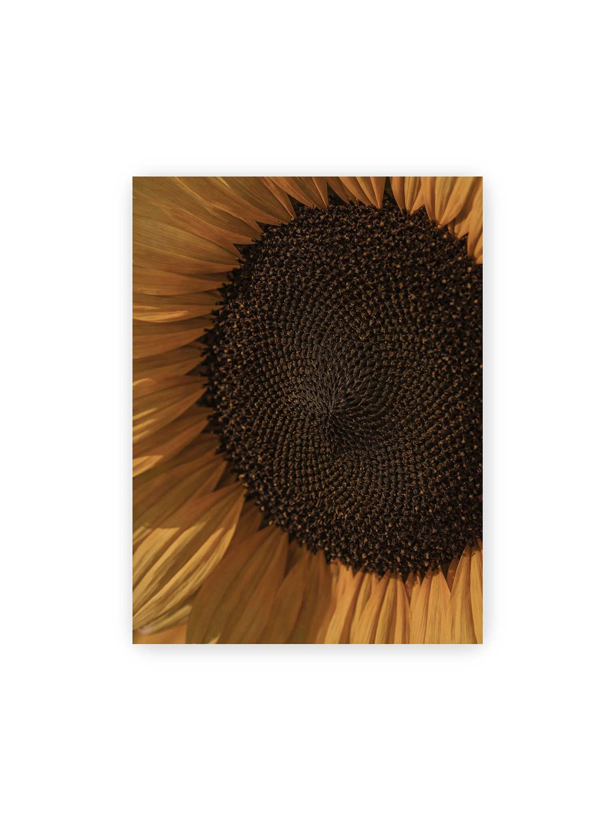 30x40 cm – Nahaufnahme einer Sonnenblume mit dunklem Samenstand und goldgelben Blütenblättern.