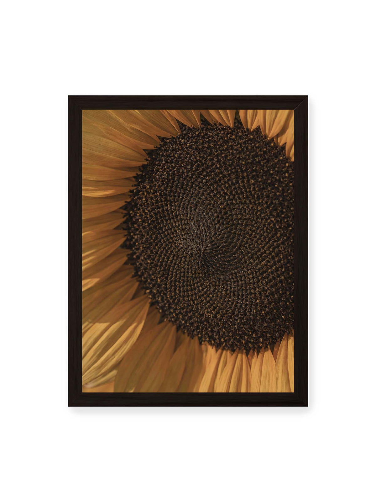 30x40 cm, schwarzer Rahmen – Nahaufnahme einer Sonnenblume mit dunklem Samenstand und goldgelben Blütenblättern.