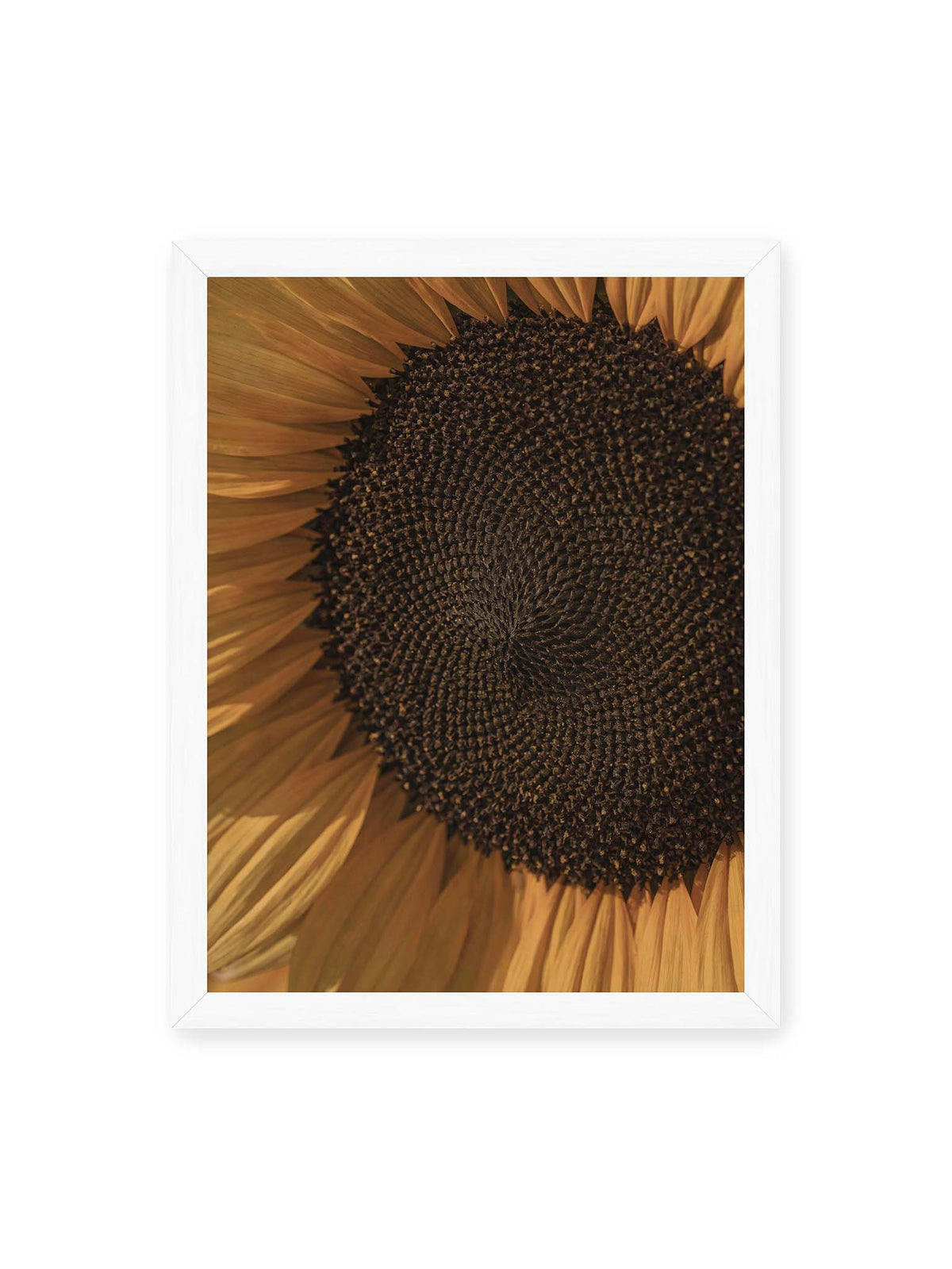 30x40 cm, weißer Rahmen – Nahaufnahme einer Sonnenblume mit dunklem Samenstand und goldgelben Blütenblättern.