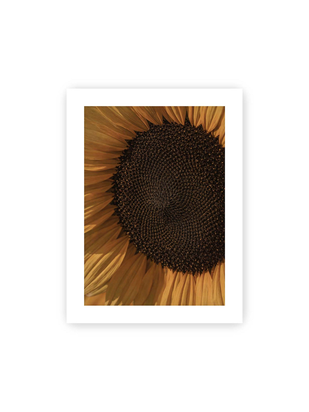 30x40 cm, weißer Galerie-Rand – Nahaufnahme einer Sonnenblume mit dunklem Samenstand und goldgelben Blütenblättern.
