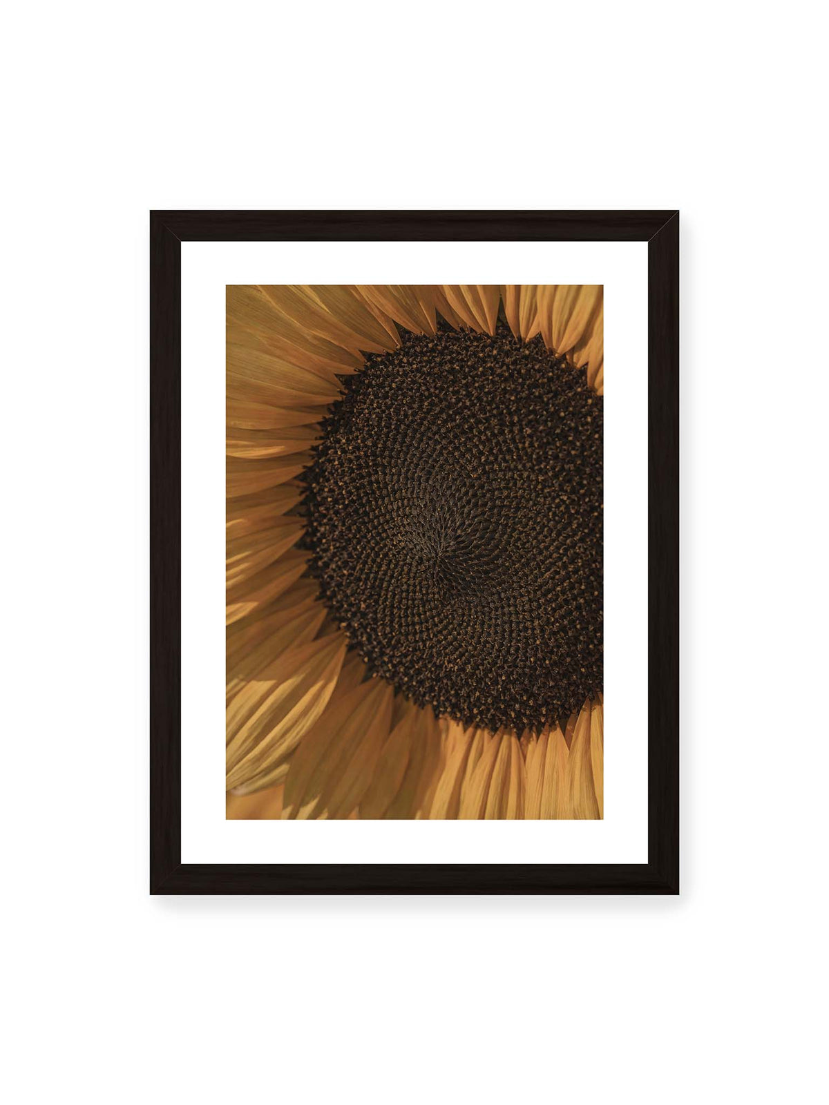 30x40 cm, weißer Galerie-Rand, schwarzer Rahmen – Nahaufnahme einer Sonnenblume mit dunklem Samenstand und goldgelben Blütenblättern.